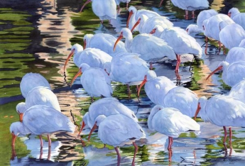  Watermedia Enthusiasts' Award,  - Early Morning Ibis by Lorraine Watry
