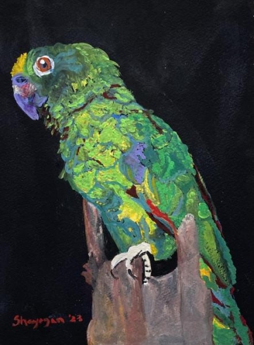 Amazon Green Parrot - Trinidad by Marilyn Ann Shayegan