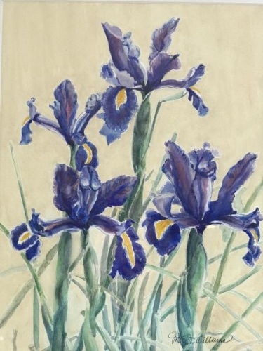 Iris by Mary Williams