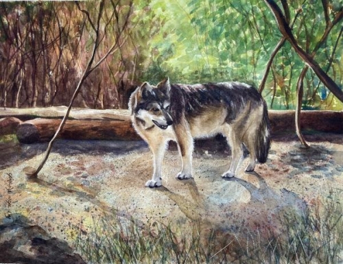 Red Wolf by Carolina Dealy