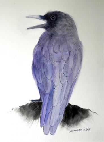 Proud Raven by Edward Kane