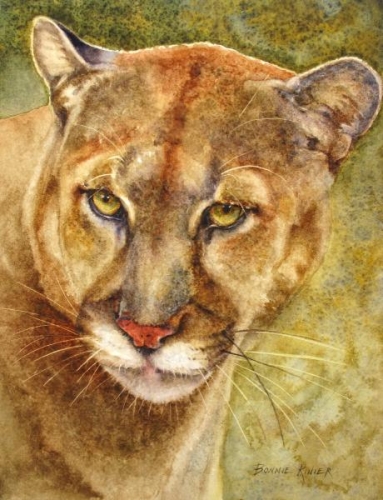 Young Mountain Lion by Bonnie Rinier